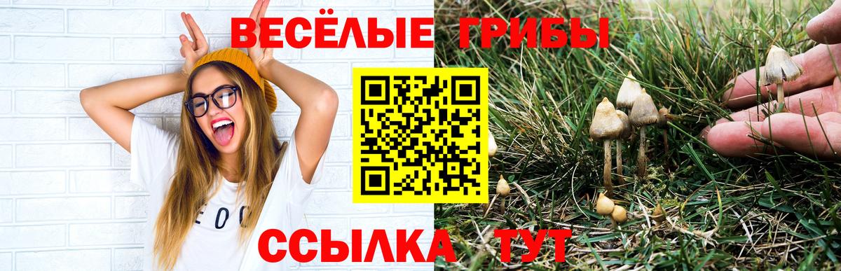 Галлюциногенные грибы Psilocybine cubensis Иваново